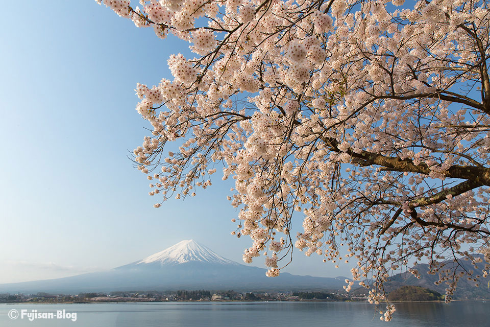 【富士山写真】富士河口湖町 桜の開花状況