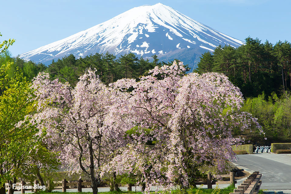 【富士山写真】河口湖創造の森からの富士山と桜