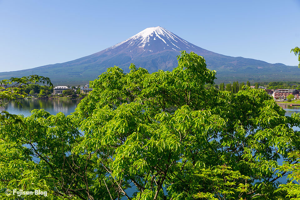 【富士山写真】新緑が綺麗な河口湖からの富士山
