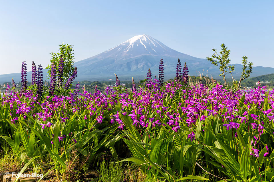 【富士山写真】河口湖大石公園からの富士山と紫蘭（シラン）