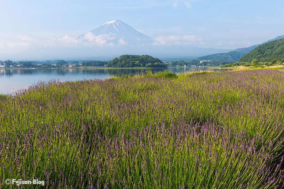 【富士山写真】河口湖大石公園のラベンダー開花状況