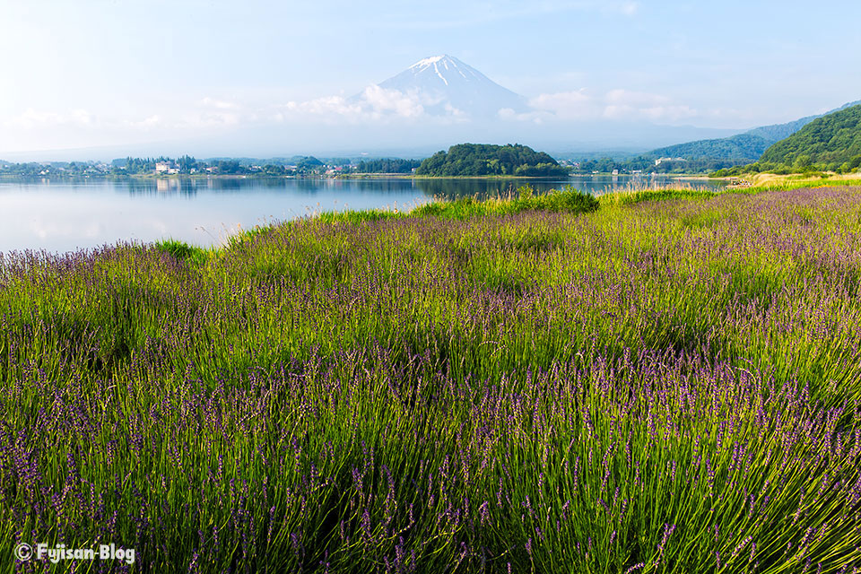 河口湖大石公園からラベンダーと富士山