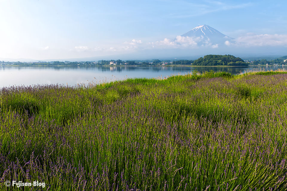 河口湖大石公園からラベンダーと富士山