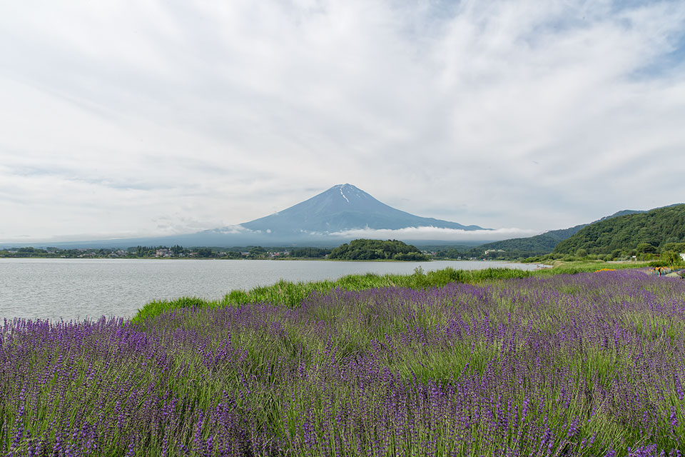 【富士山写真】河口湖大石公園のラベンダー開花状況（6/20）