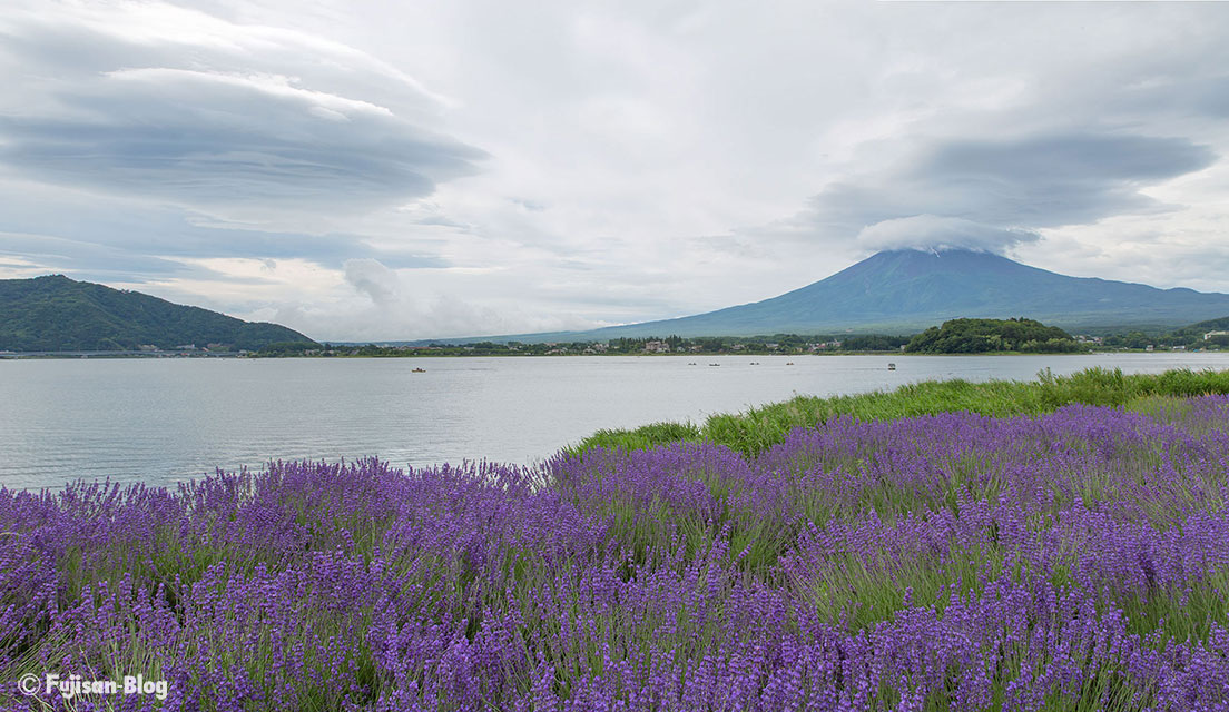 【富士山写真】河口湖大石公園のラベンダー開花状況（6/25）
