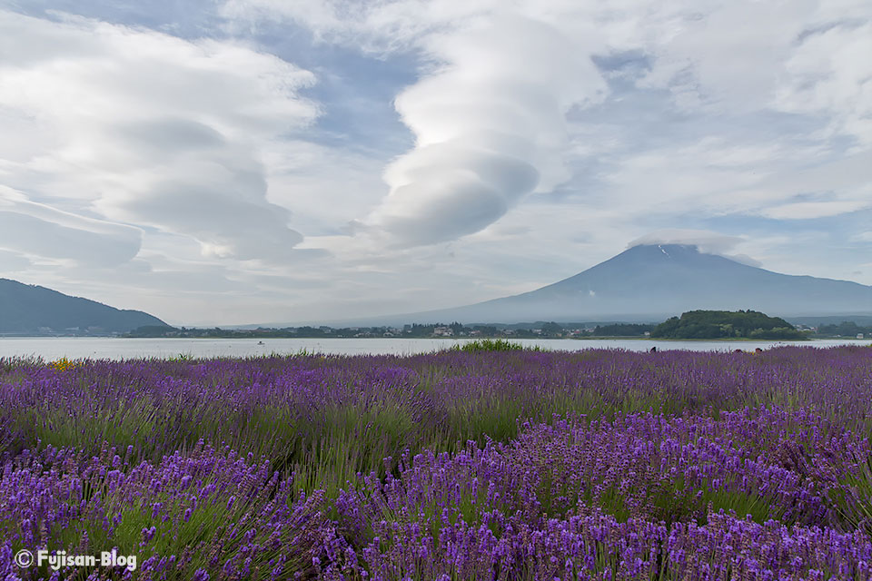 【富士山写真】河口湖大石公園のラベンダー開花状況（7/2）