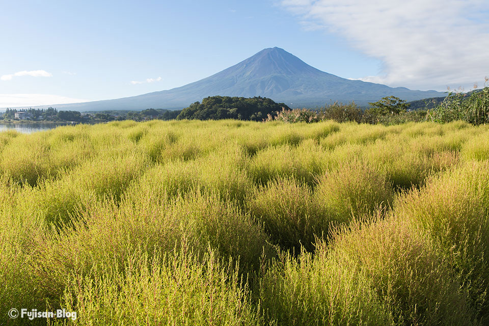 【富士山写真】2016年河口湖大石公園のコキアはでかい！