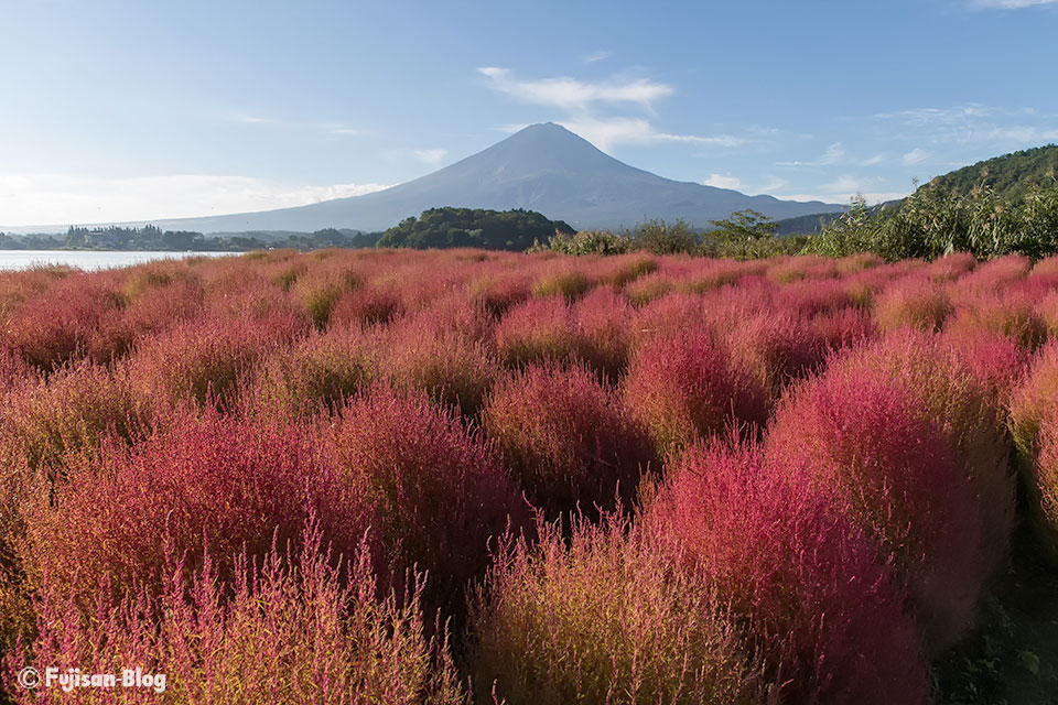 【富士山写真】河口湖大石公園のコキア開花状況（10/16）