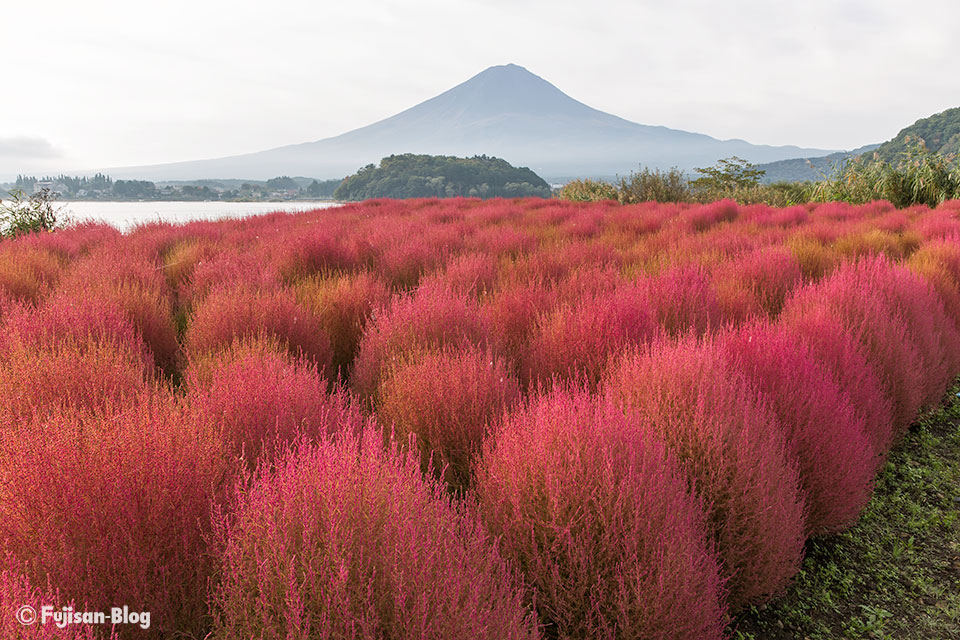 【富士山写真】河口湖大石公園のコキア開花状況（10/21）