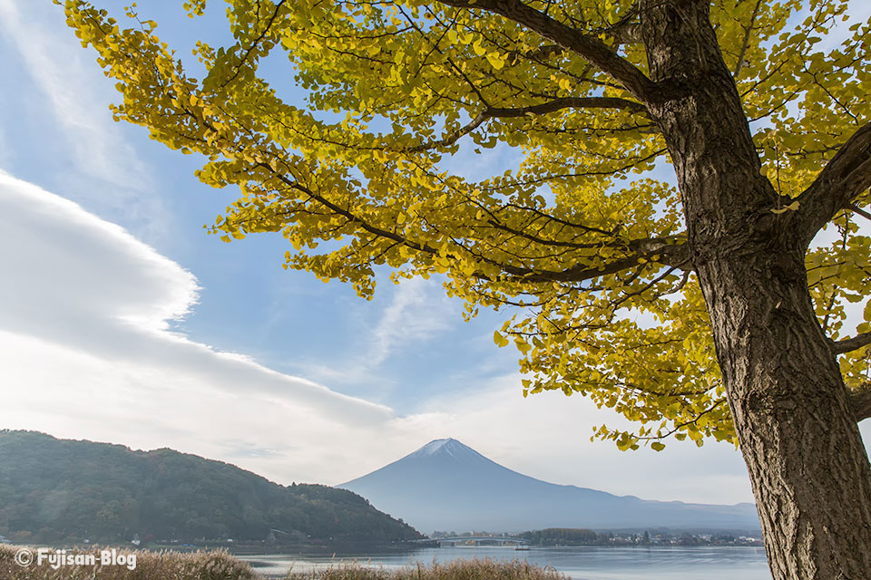 【富士山写真】2016年河口湖紅葉状況（11/8）