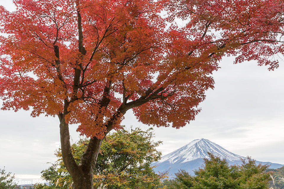 【富士山写真】2016年河口湖紅葉状況（11/10）