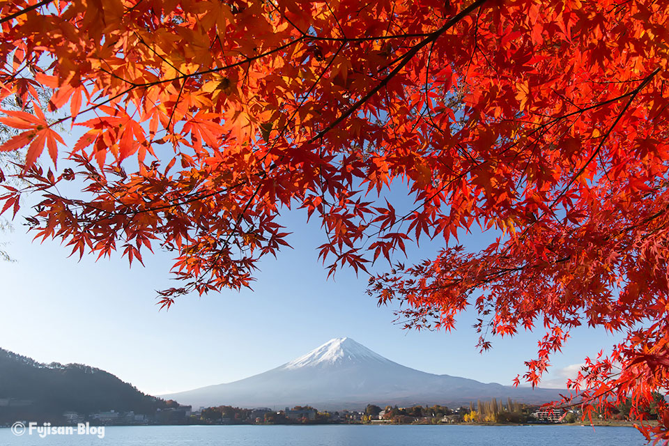 【富士山写真】2016年河口湖紅葉状況（11/16）