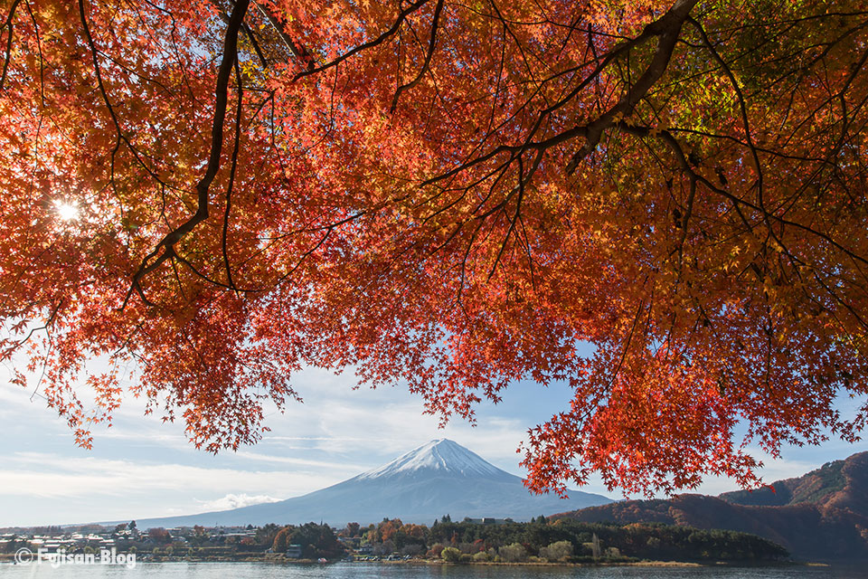 【富士山写真】2016年河口湖紅葉状況（11/20）