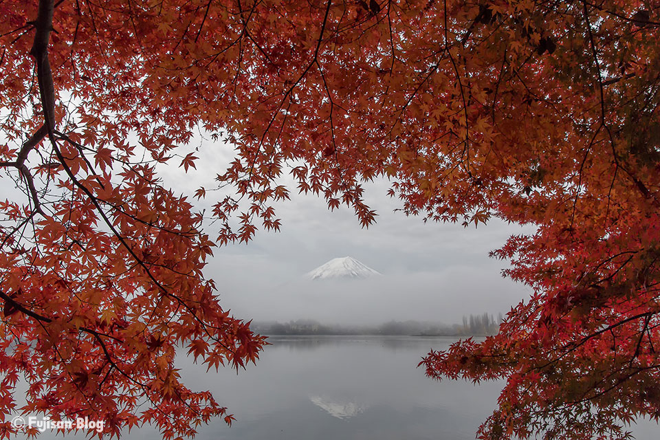 【富士山写真】2016年河口湖紅葉状況（11/21）