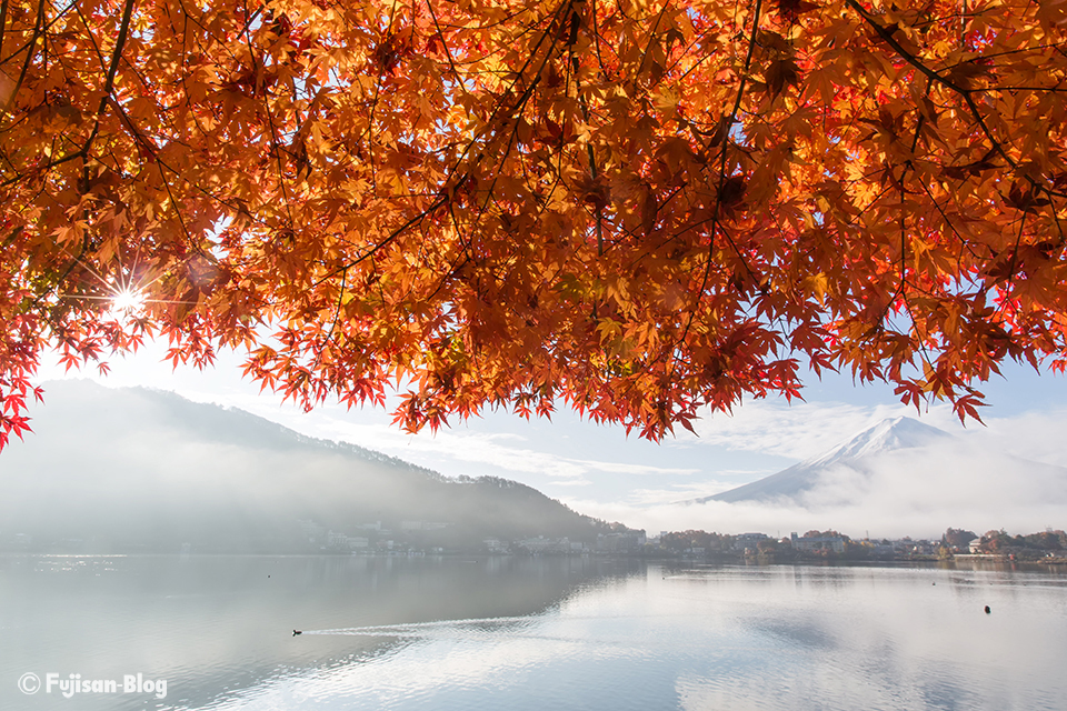 【富士山写真】2016年河口湖紅葉状況（11/22）