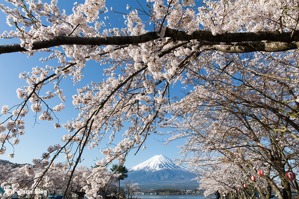 【富士山写真】河口湖からの桜と富士山（4/20）