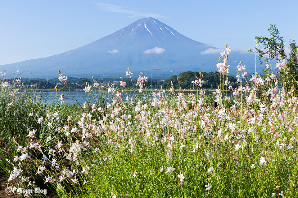 山桃草（ヤマモモソウ）からの富士山