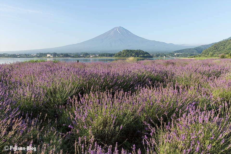 河口湖大石公園からの富士山とラベンダー