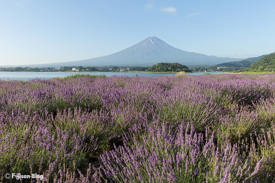 【富士山写真】2017年ハーブフェスティバルが終わりました