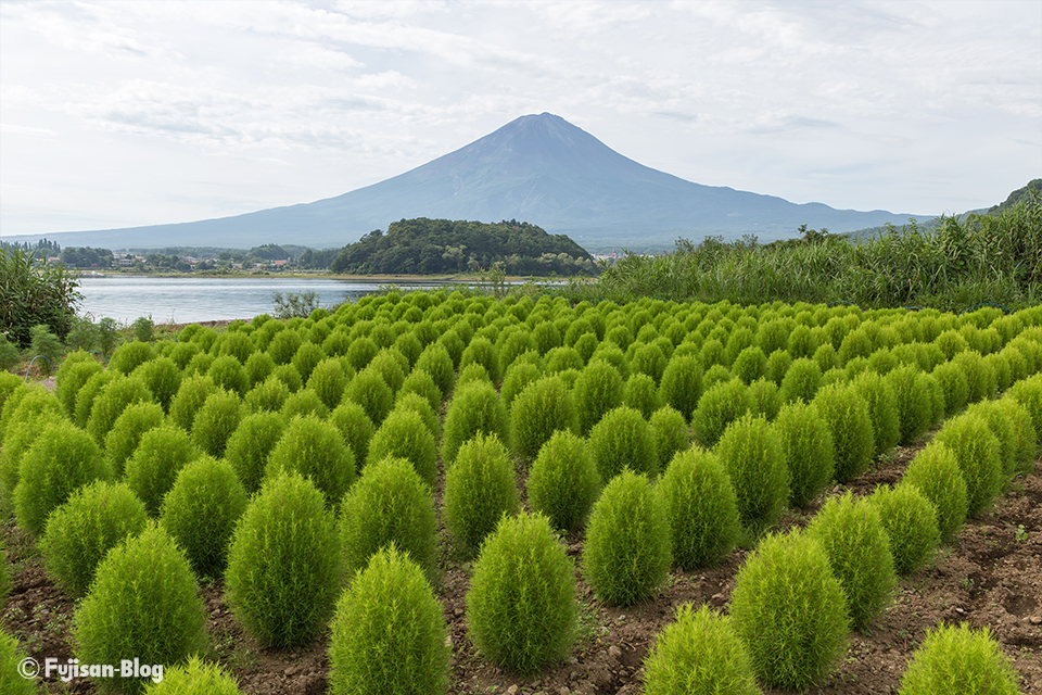 【富士山写真】2017年河口湖大石公園のコキア
