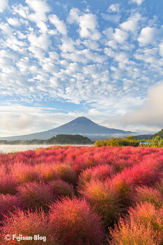 【富士山写真】2017年河口湖大石公園のコキア開花状況（10/18）