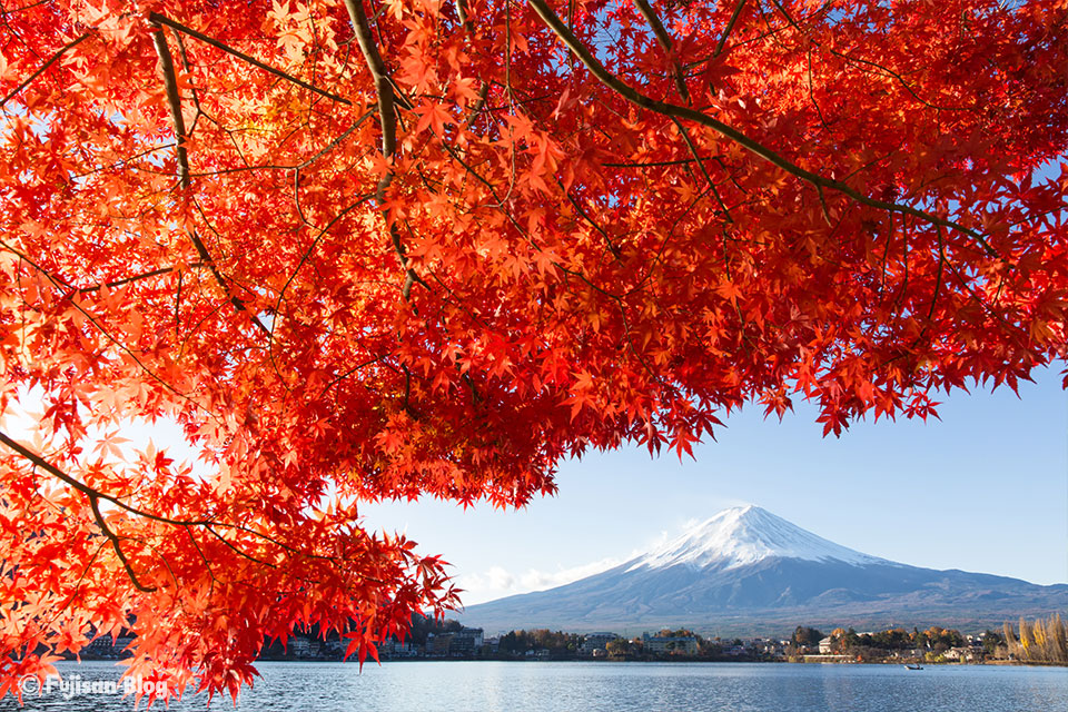 【富士山写真】2017年河口湖紅葉状況（11/24）