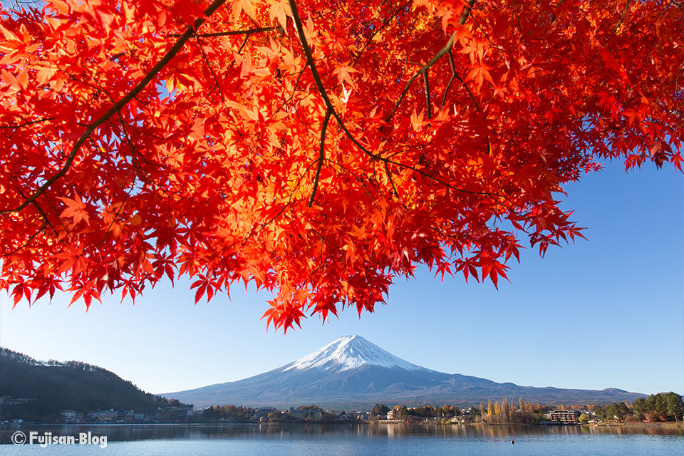 【富士山写真】2017年河口湖紅葉状況（11/25）