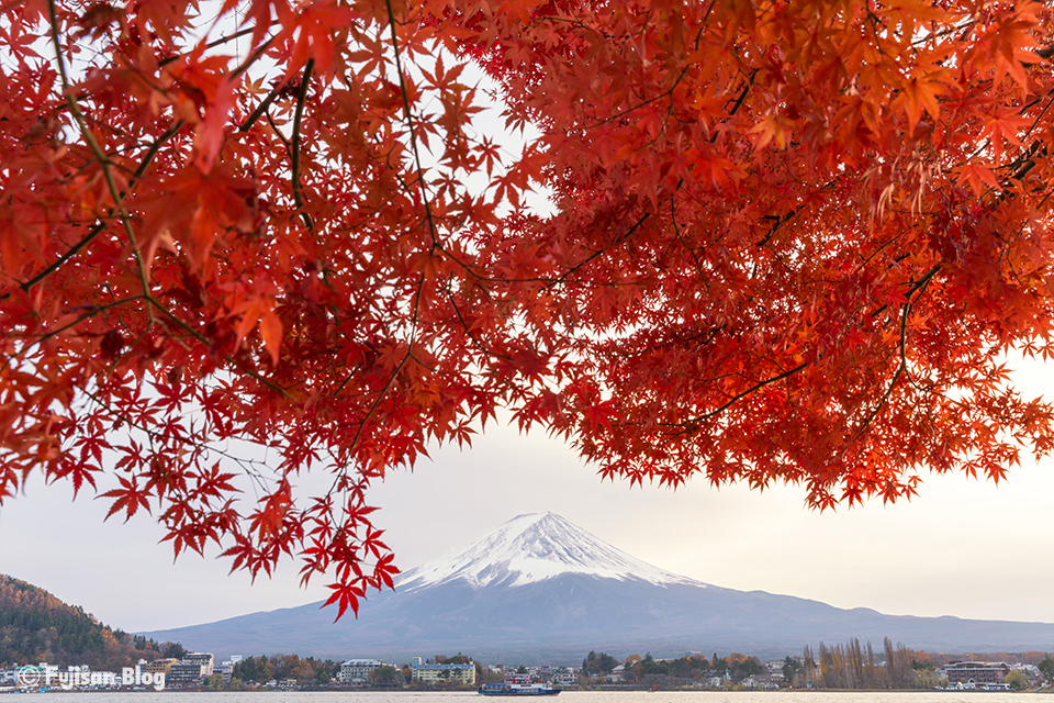 【富士山写真】2017年河口湖紅葉状況（11/26）