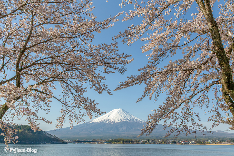 【富士山写真】2018年河口湖からの桜