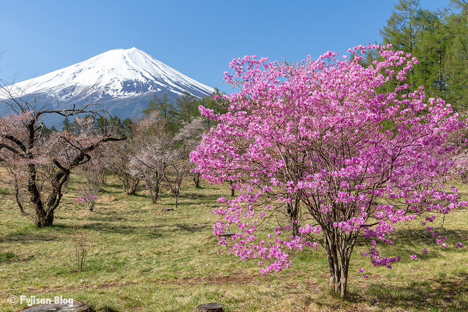 【富士山写真】2018年河口湖創造の森のミツバツツジ