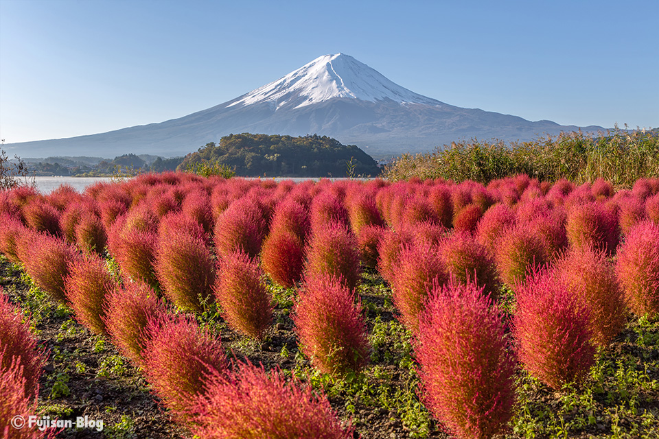 【富士山写真】2018年河口湖大石公園のコキア開花状況（10/22）