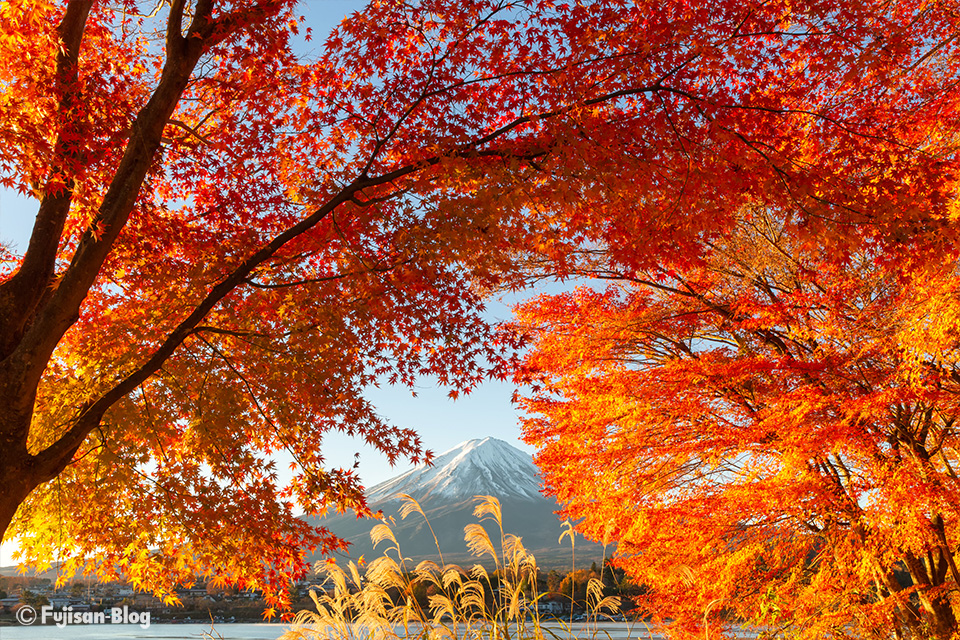 【富士山写真】2018年河口湖紅葉状況（11/23）