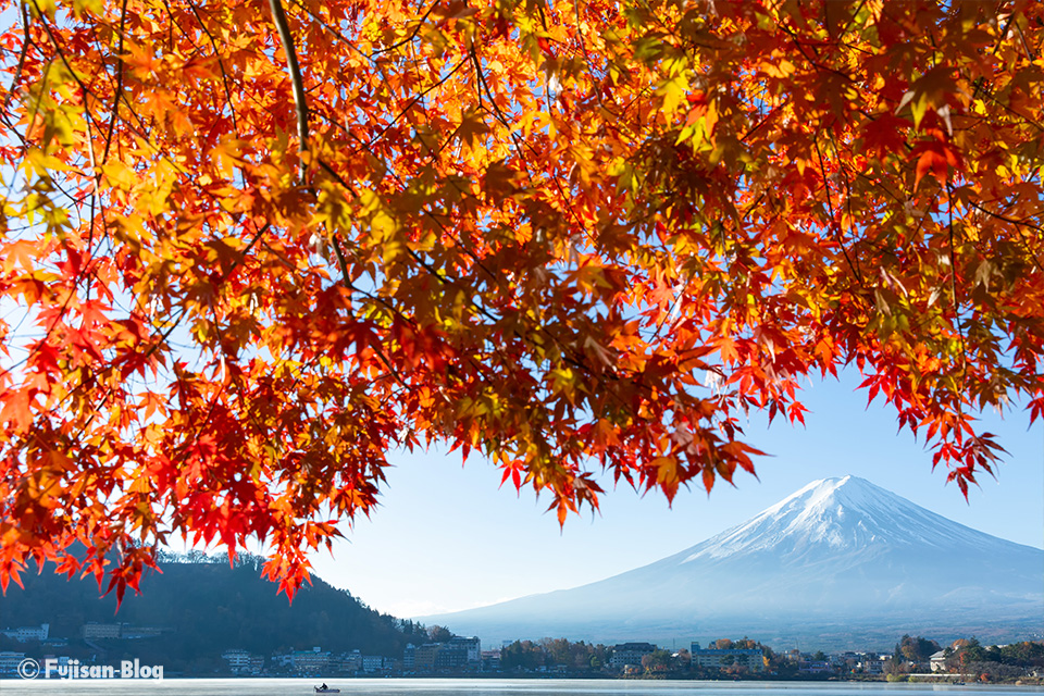 【富士山写真】2018年河口湖紅葉状況（11/24）