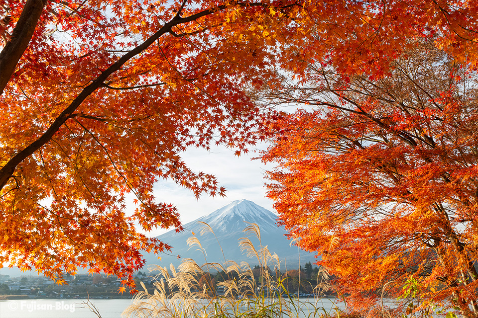 【富士山写真】2018年河口湖紅葉状況（11/26）