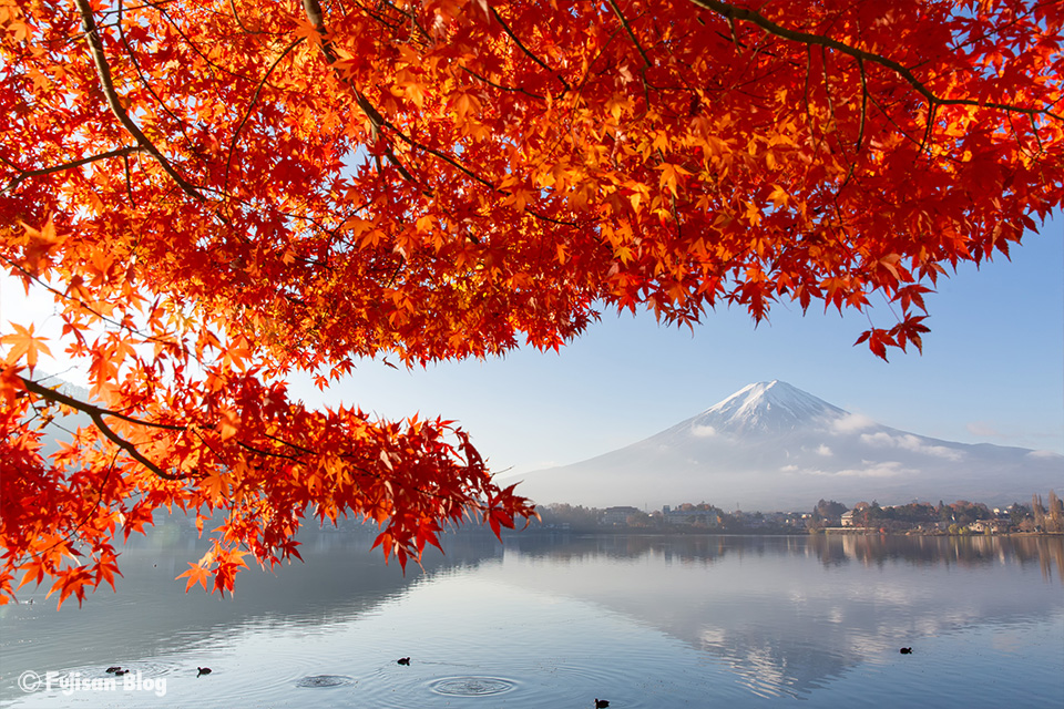 河口湖からの富士山と紅葉