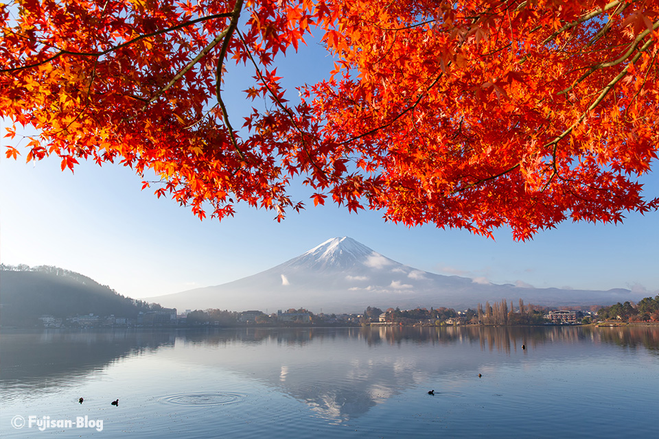 【富士山写真】2018年河口湖紅葉状況（11/27）