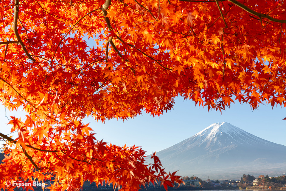 河口湖からの富士山と紅葉