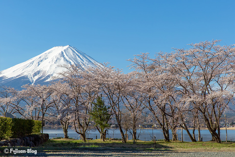 【富士山写真】2019年河口湖からの桜と富士山