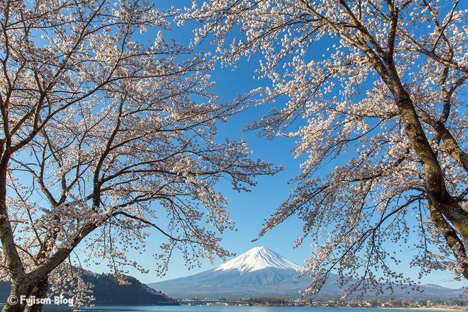 【富士山写真】2019年河口湖からの桜と富士山（4/18）その2