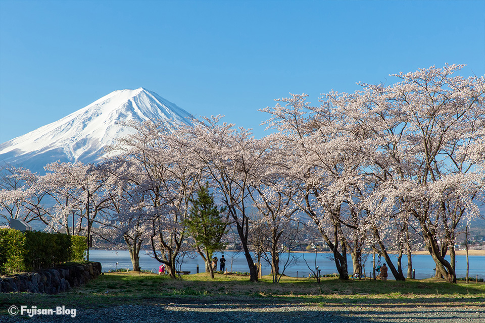 河口湖からの桜と富士山