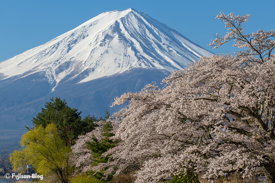 河口湖からの桜と富士山
