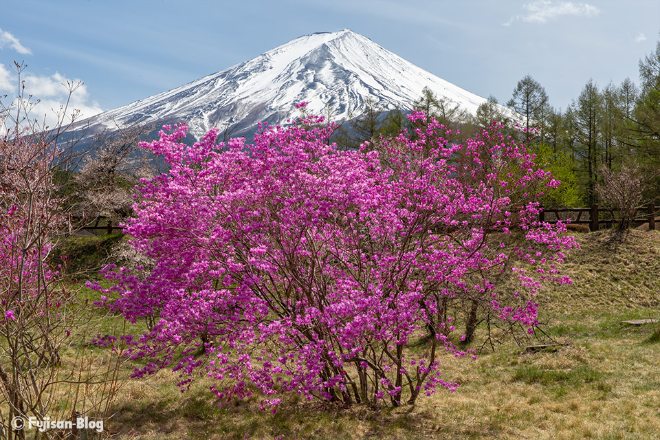 【富士山写真】2019年河口湖創造の森のミツバツツジ
