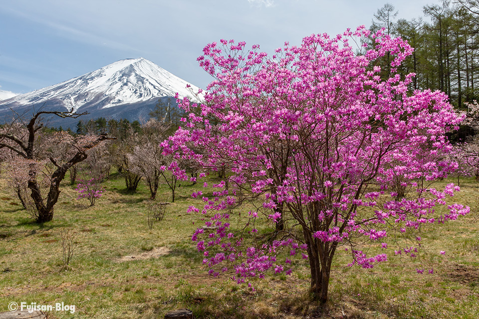 ミツバツツジと富士山