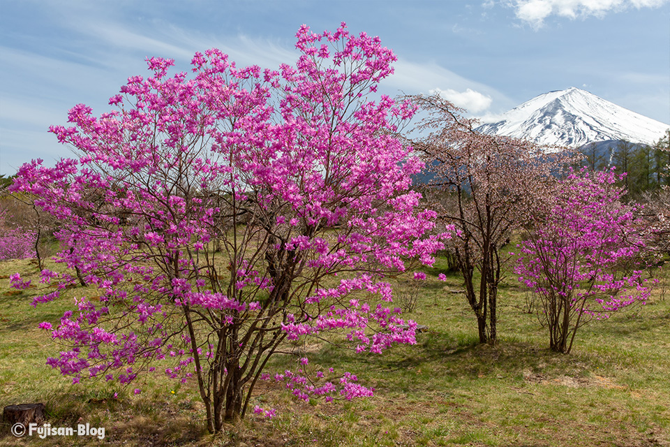 ミツバツツジと富士山