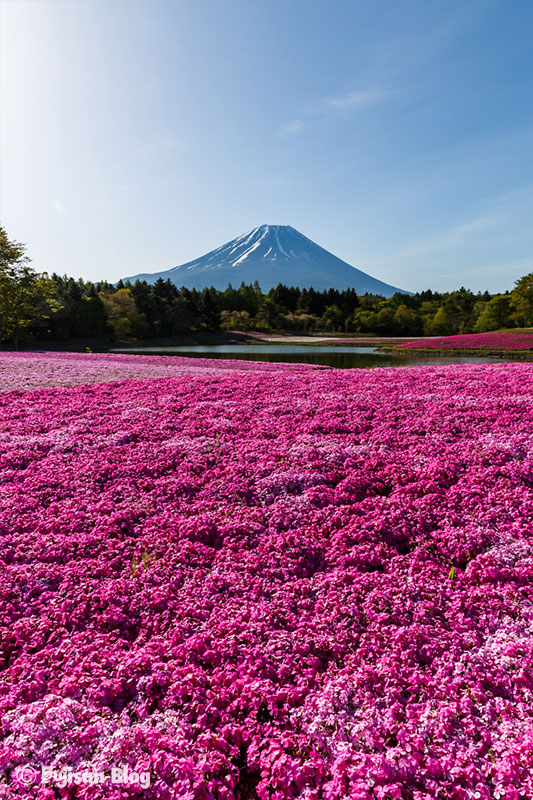 芝桜と富士山