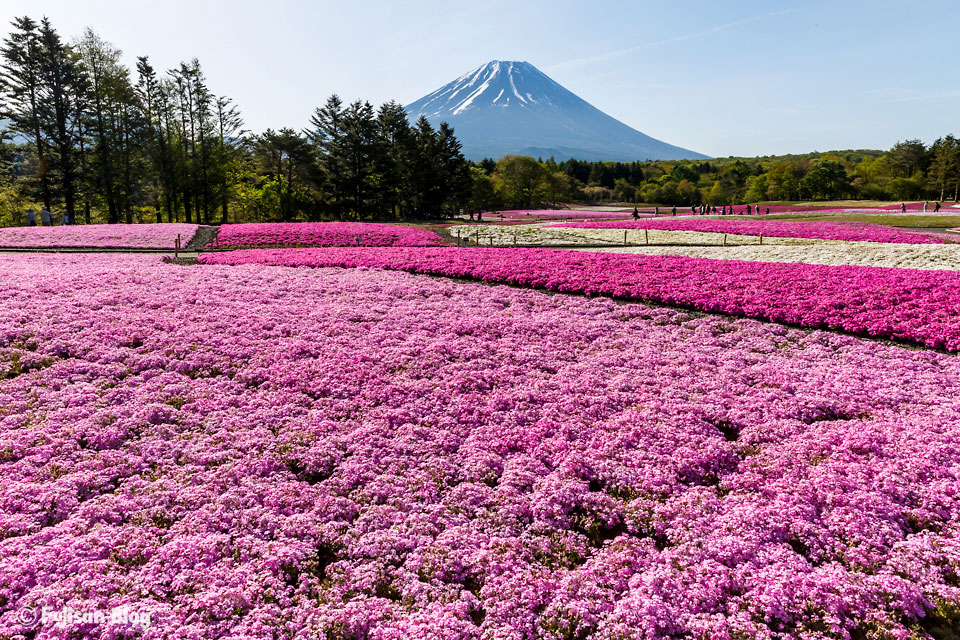 芝桜と富士山