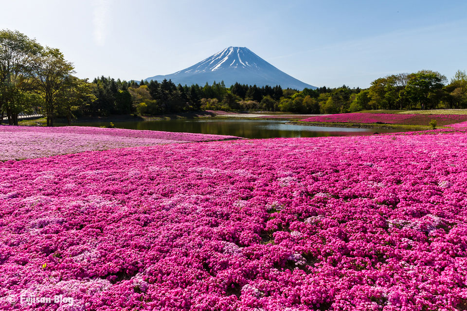 【富士山写真】 本栖湖の富士芝桜まつりからの富士山