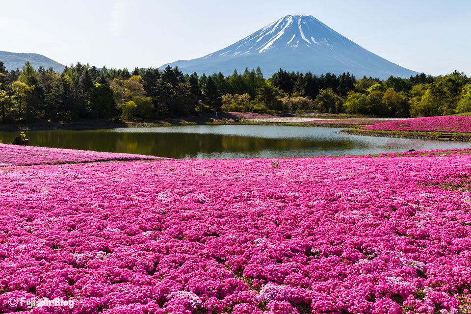 芝桜と富士山