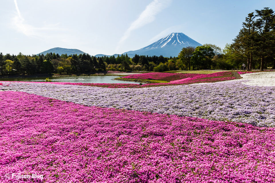 芝桜と富士山