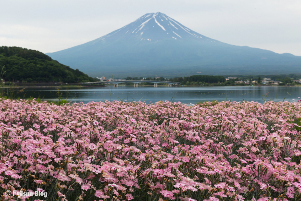 河口湖のなでしこ